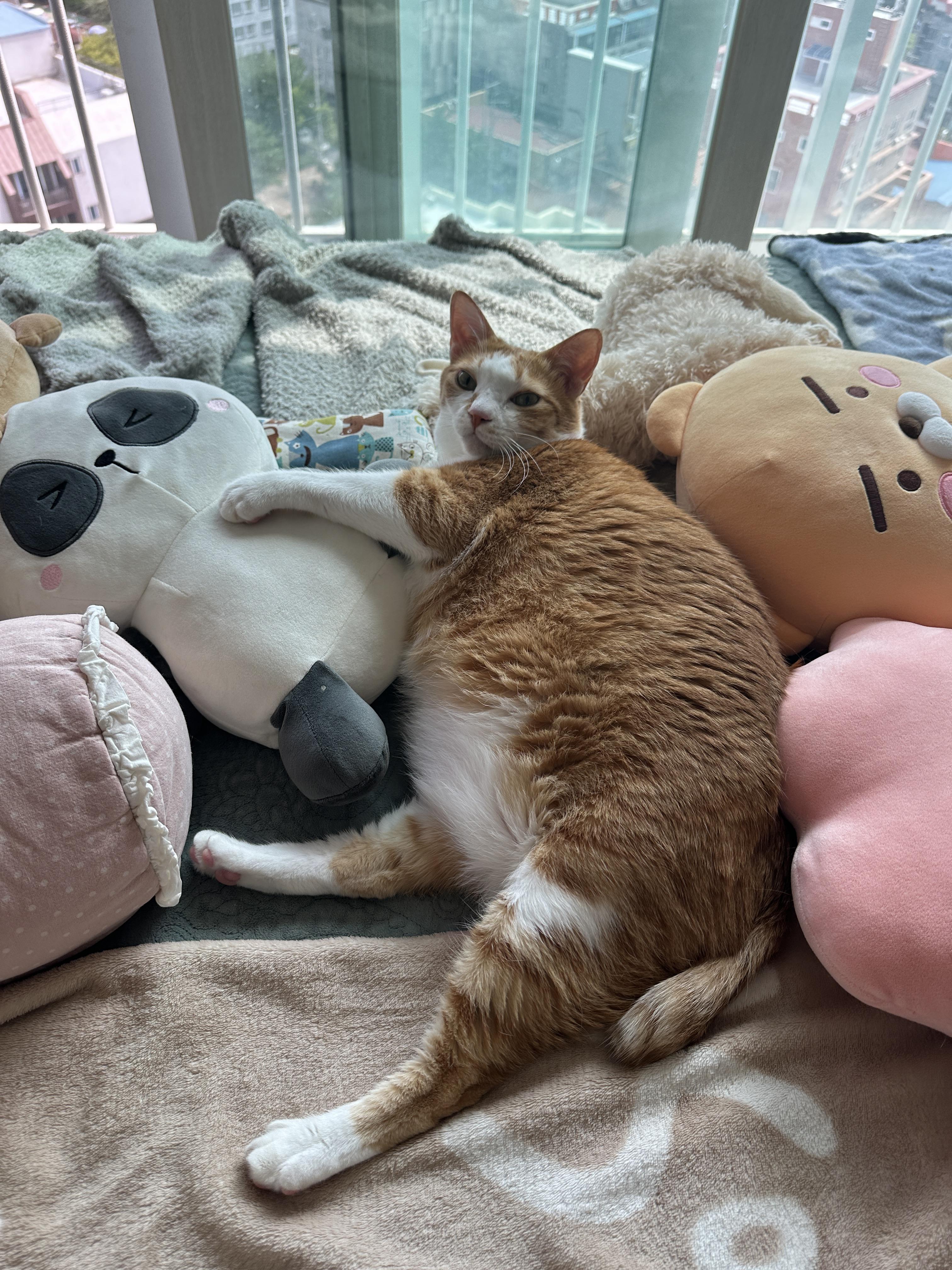 엄마랑_아이컨택하는_치즈냥이_호야