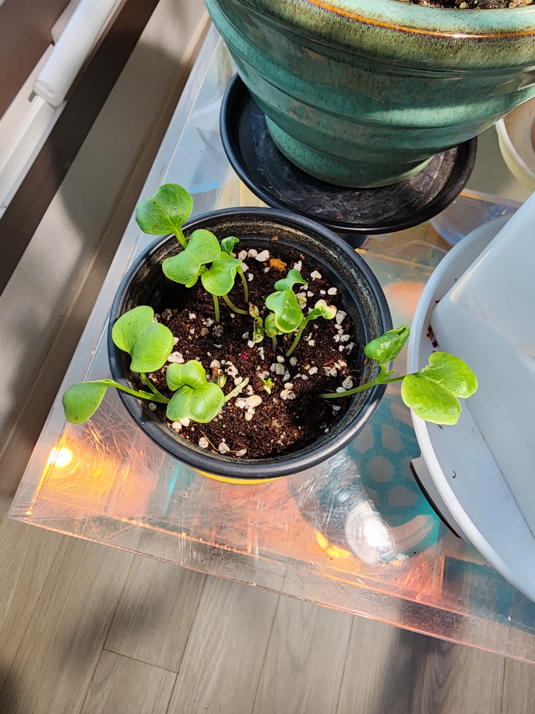 10일정도 지난뒤 새싹