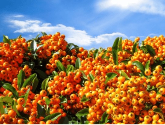 마가목 열매 효능