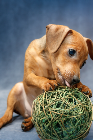 출처 구글 이미지 강아지사진