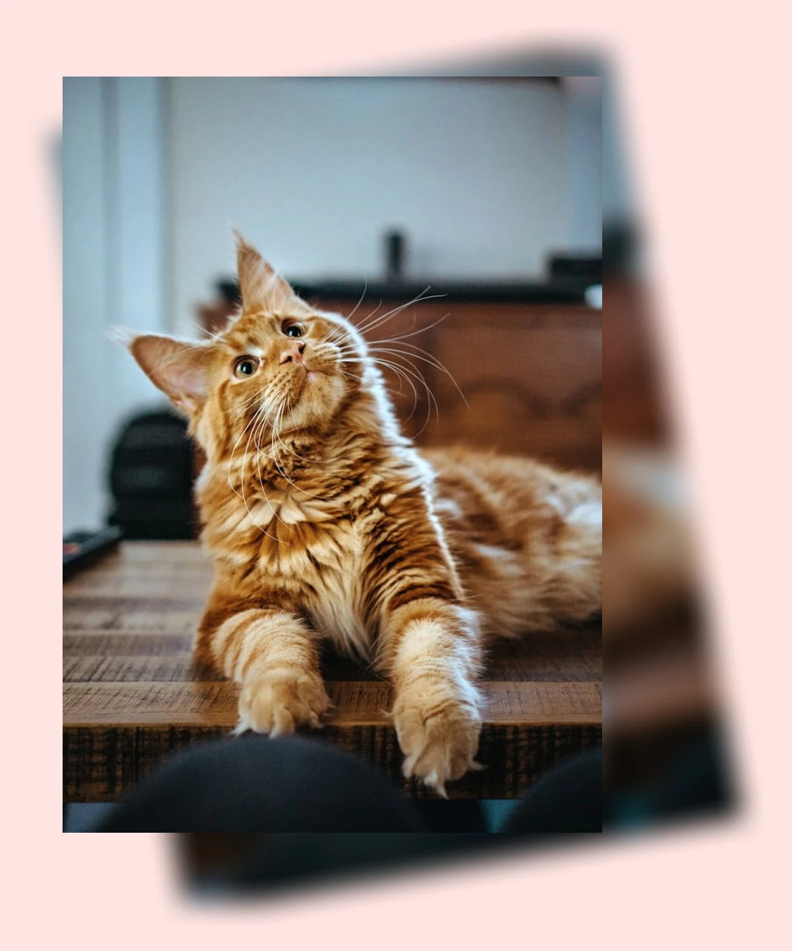 고양이 건강검진_1_subsection