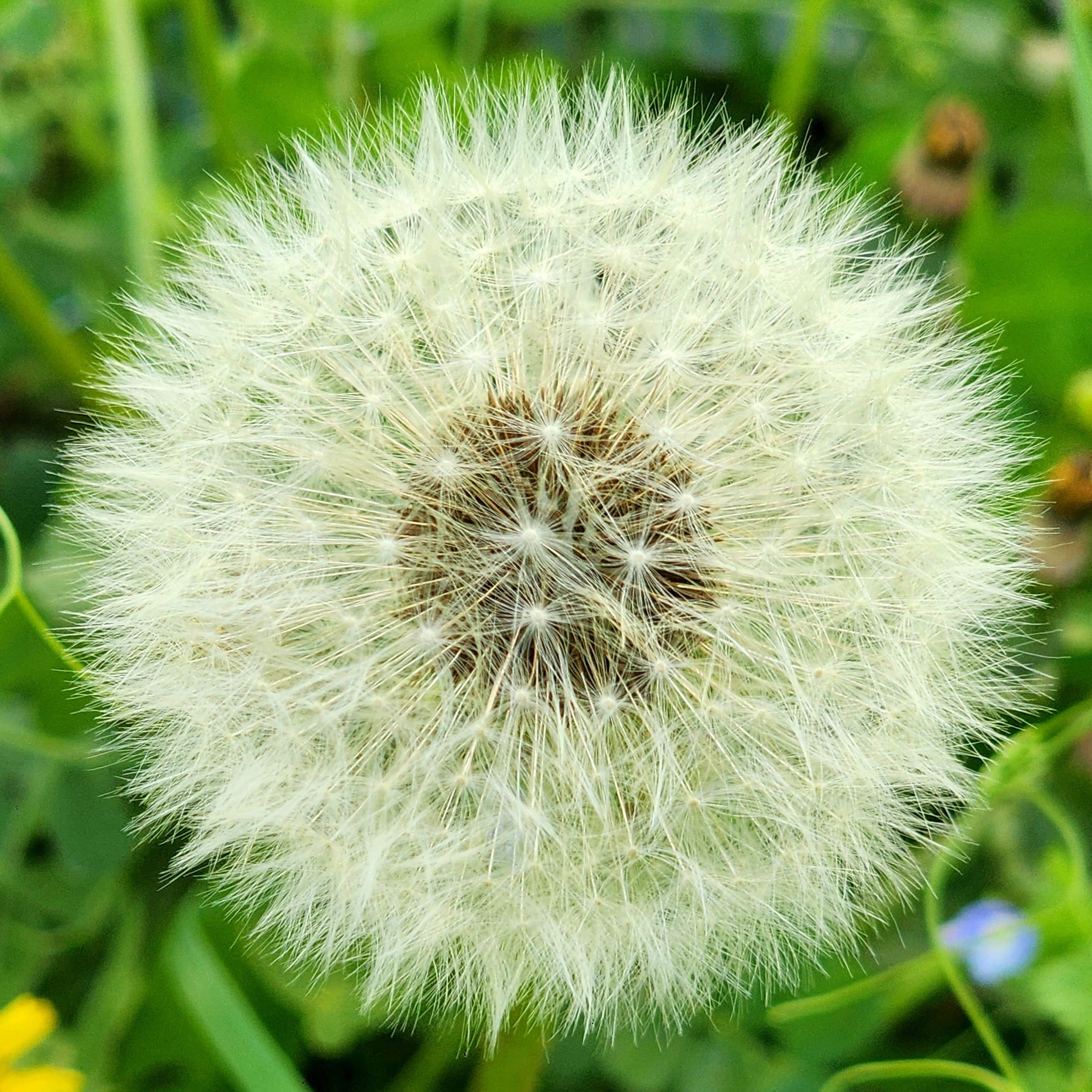 국화과(Asteraceae)_민들레