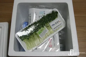 새싹무 재배 씨앗 소독 얇게 파종 통풍 관리_12