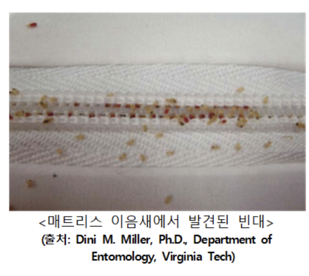 빈대 발생 원인 및 확산 방지&amp;#44; 방제 방법 안내