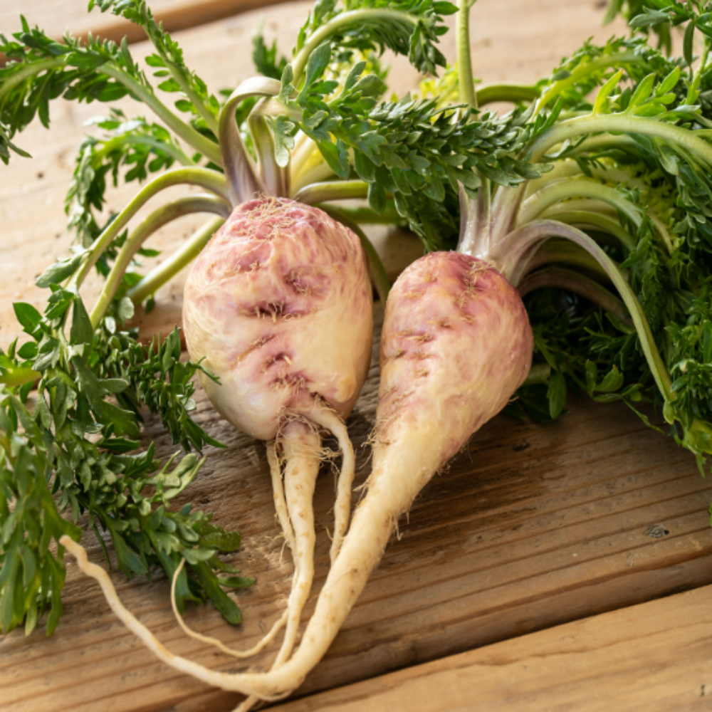 수확 후 세척한 마카