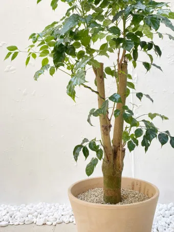 녹보수 물주기 광량관리 환기요령 비료주기 침실 거실 추천_15