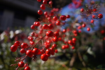 마가목 효능은 우리가 생각하는 것보다 효능이 매우 많습니다.