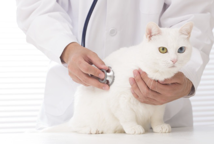 수의사와 고양이.