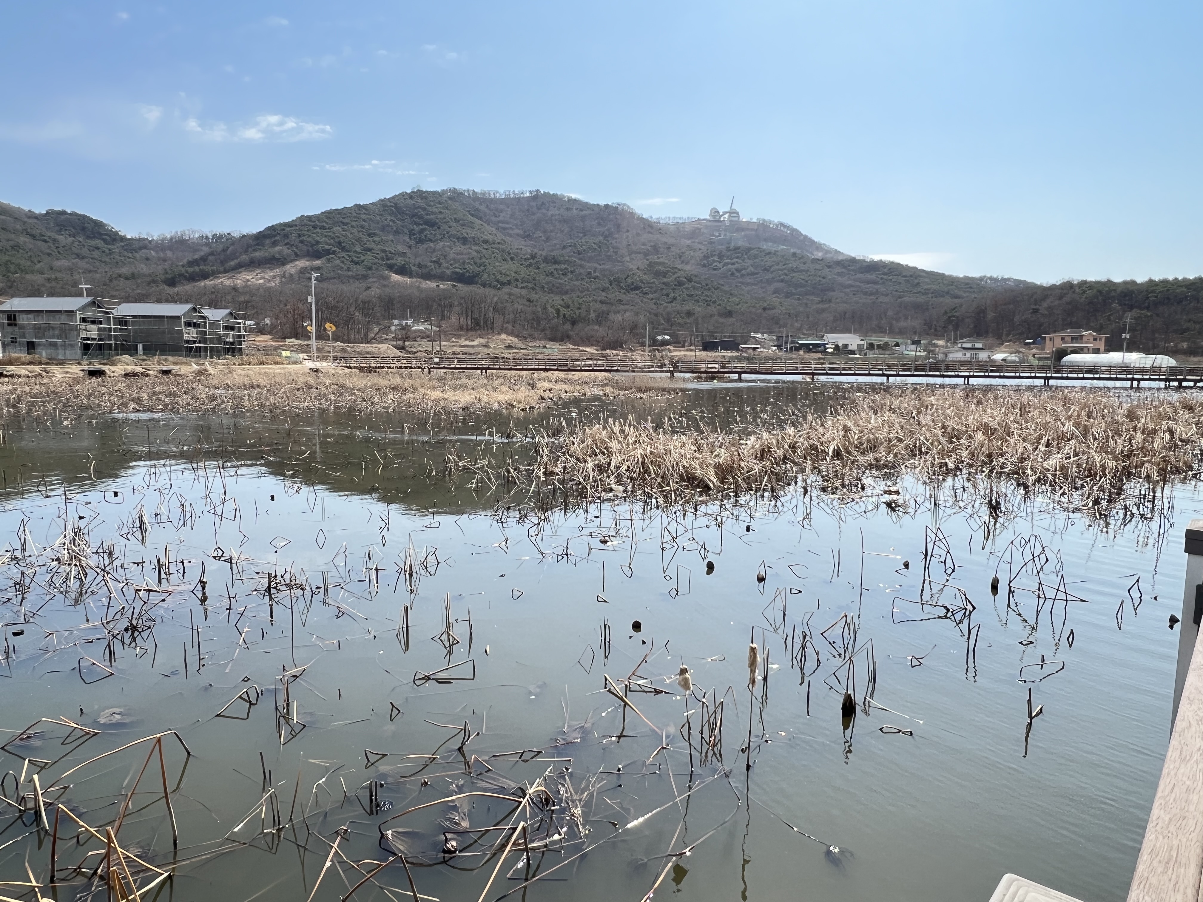 강화도 교동 고구지 연꽃밭 포인트