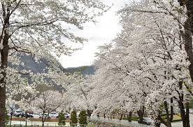 강원도 춘천댐 벚꽃 명소 베스트 5 벚꽃시기 만개시기 드라이브 코스