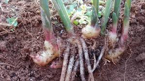 역류성식도염에 좋은 음식 