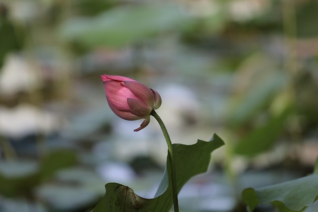 세미원 연꽃문화제 개화시기