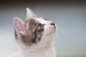 반려동물 털 청소도구 베스트 10