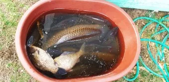 낚시터 물고기 방생법 바늘 제거 회복 수질 보호_13