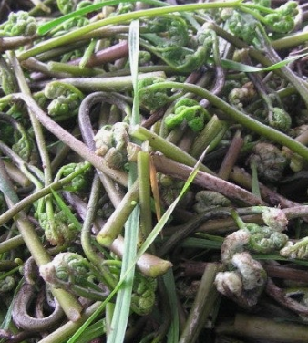 고사리 효능과 부작용 고르는법 칼로리