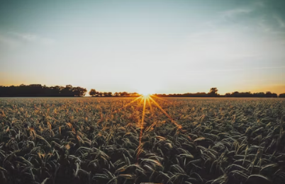 귀농에 대하여 알아보기