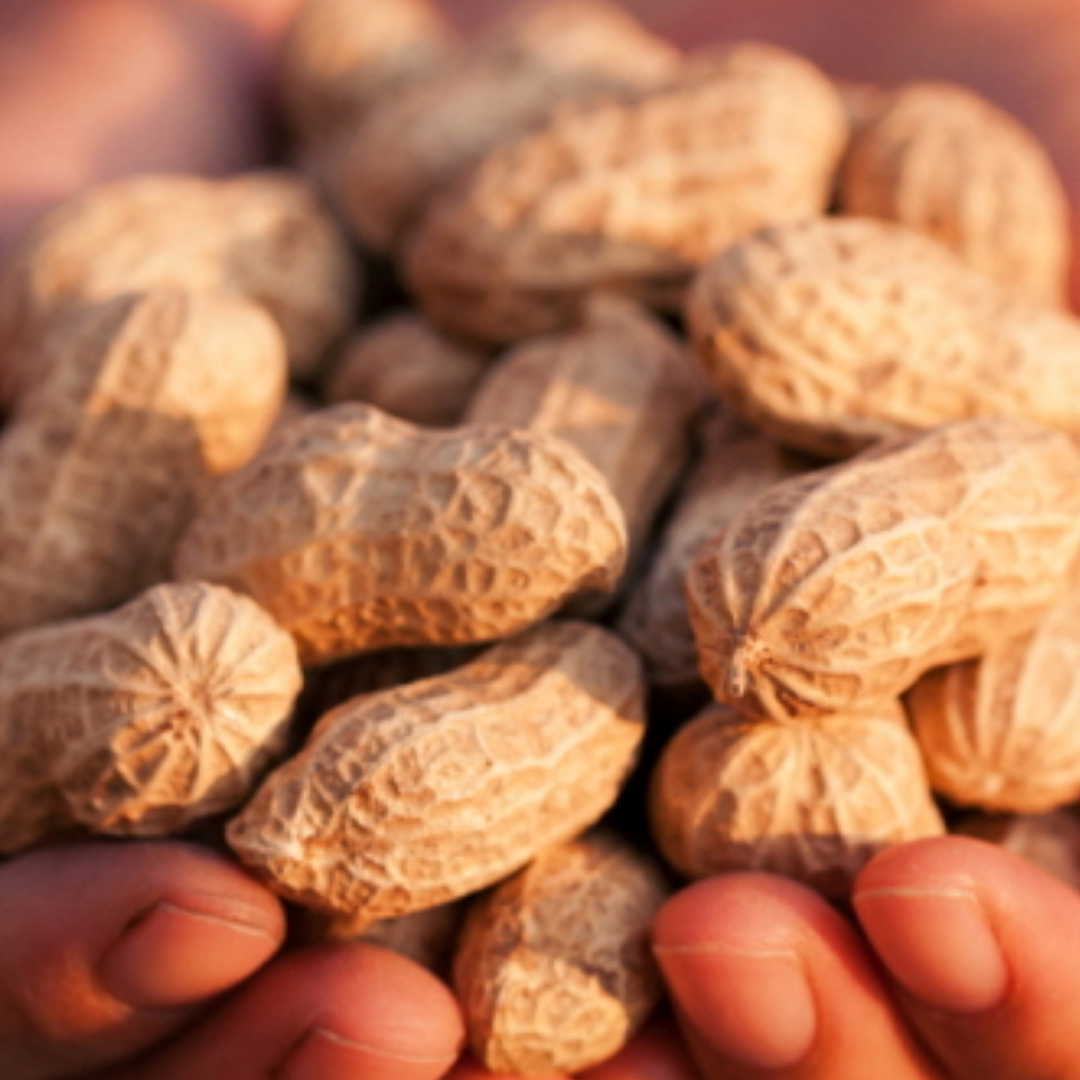 땅콩 효능 부작용