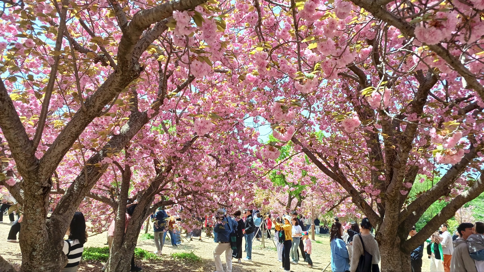 경주 불국사 겹벚꽃4