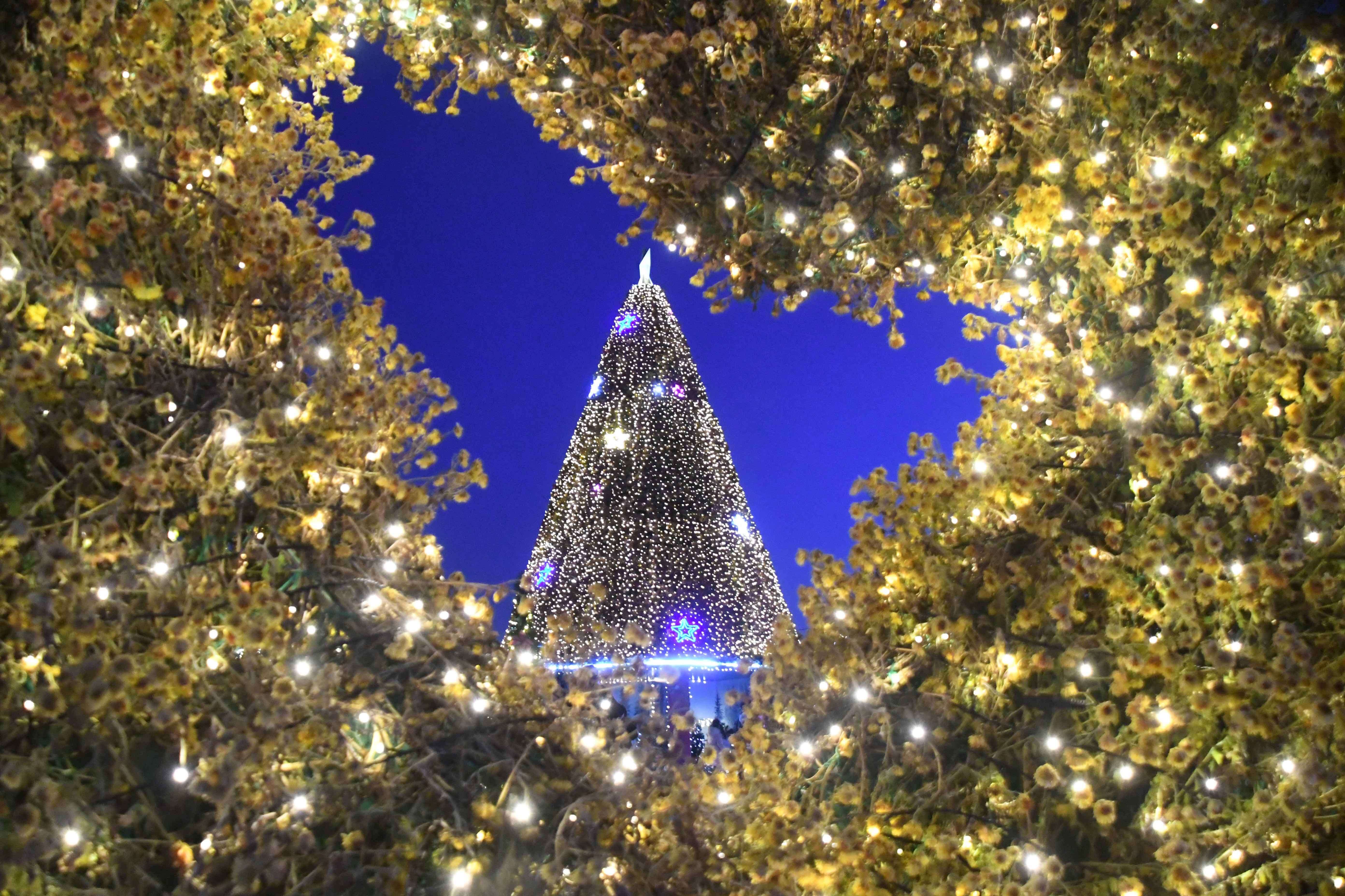 2025 함평 겨울빛축제