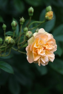 곡성세계장미축제