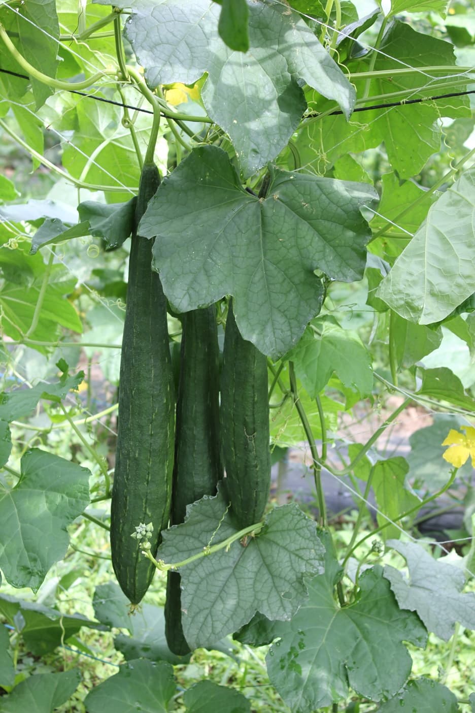 비염 예방법과 환절기에 좋은 음식 도라지수세미청 목엔수지