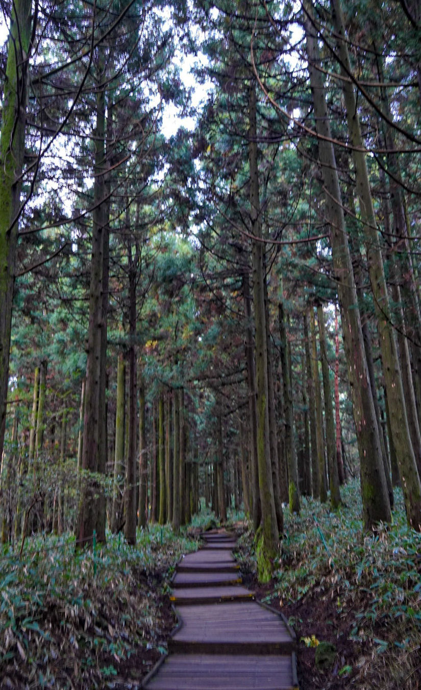 한라산 삼나무 포토존