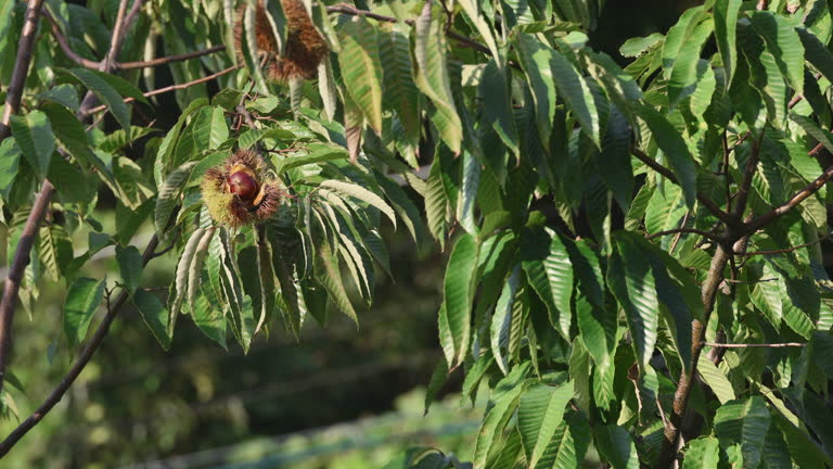 밤나무 꿈 해몽