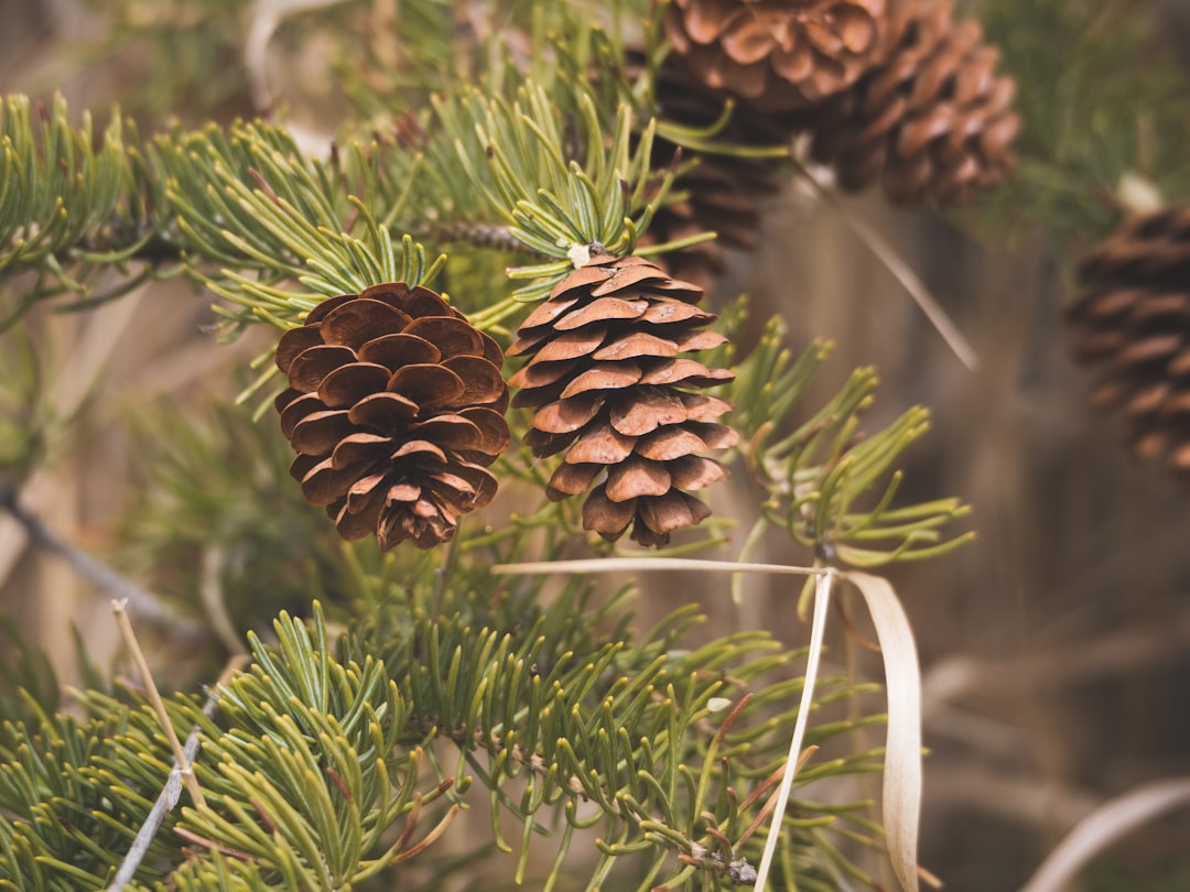 Pine tree