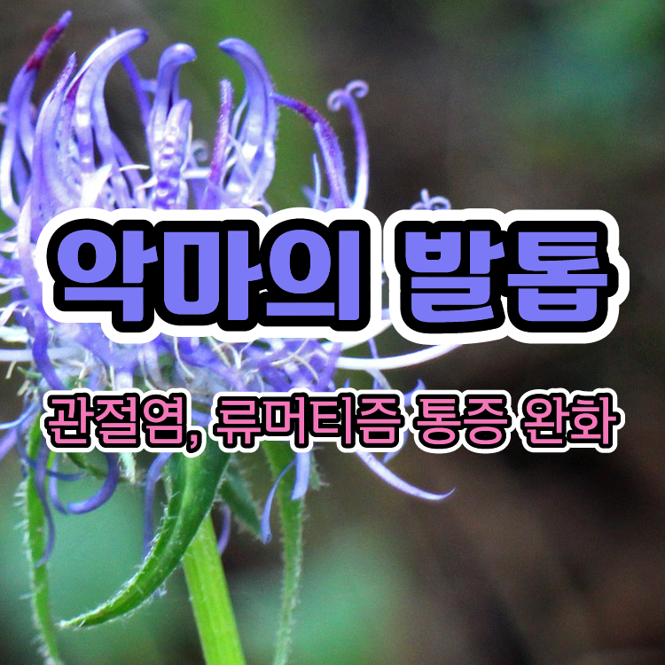 악마의 발톱 - 관절염, 류마티스 통증 완화