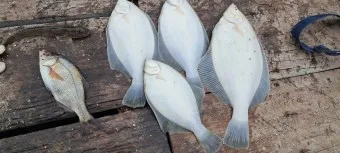 봄 도다리 제철 효능 레시피_17