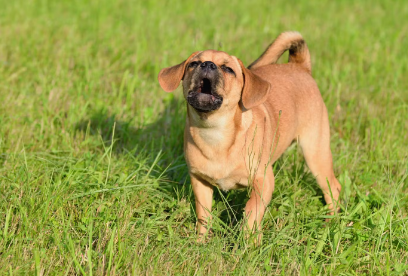 만약 당신이 개에게 물렸다면?