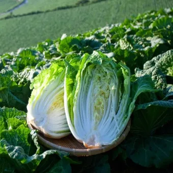 김장 배추 재배 파종 모종 웃거름 결구 수확 타이밍_19