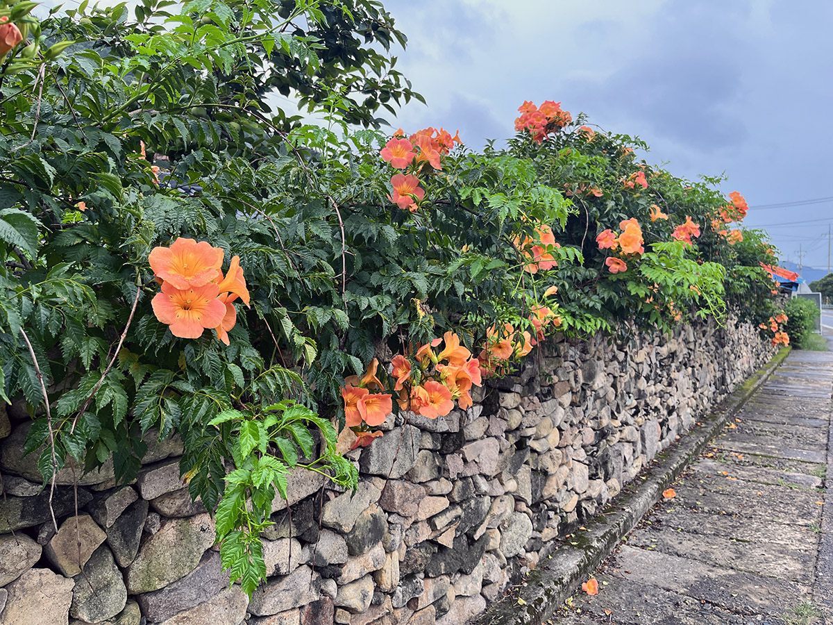 능소화가 핀 담장