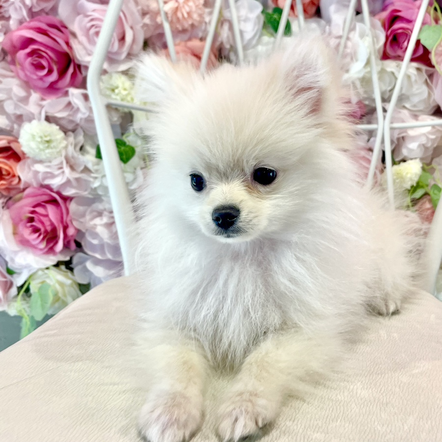 포메라니안 털 빠짐 시기&amp;#44; 관리법 