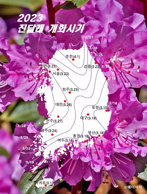 진달래 개화시기
