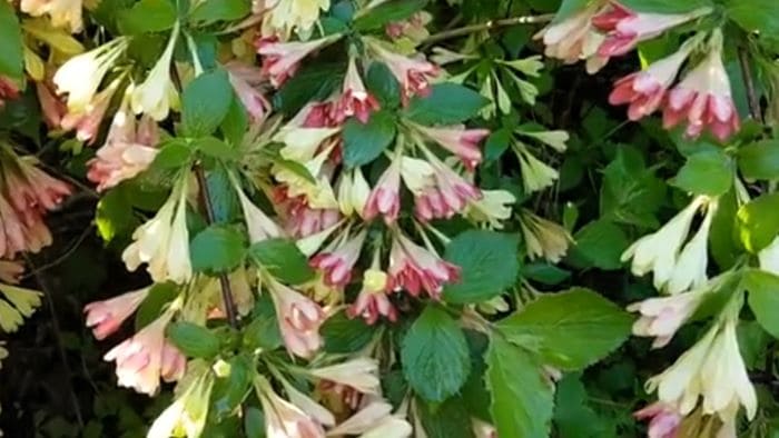 병꽃나무-붉은병꽃나무-형태특성-개화시기-꽃말