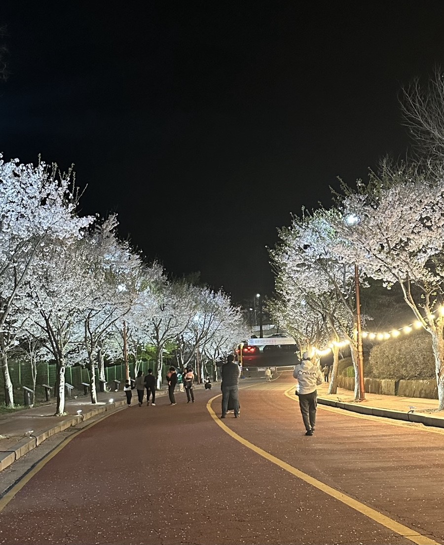 경기도 소요산 야간개장 벚꽃 축제 
