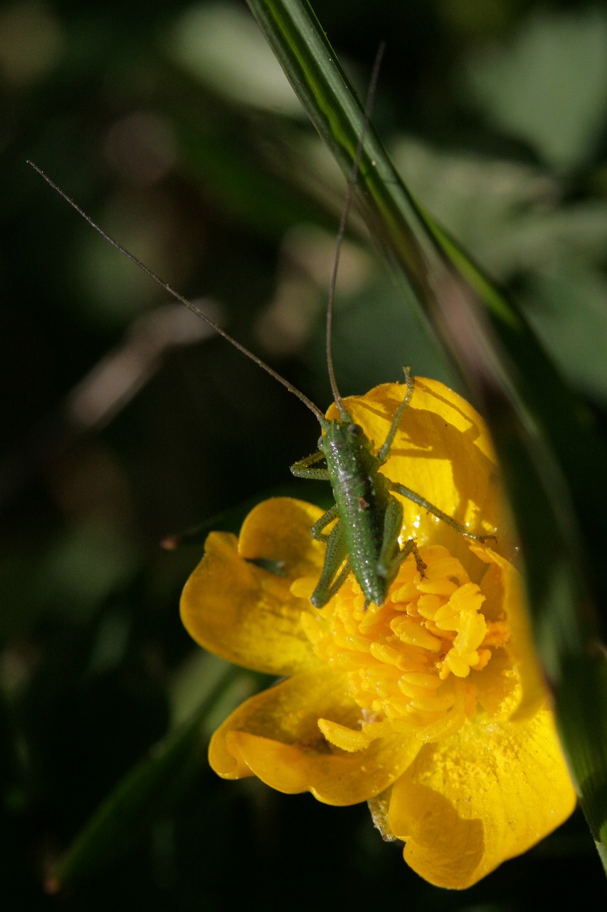 화분 화초 진딧물 퇴치 식물 천연 살충제 만드는 법