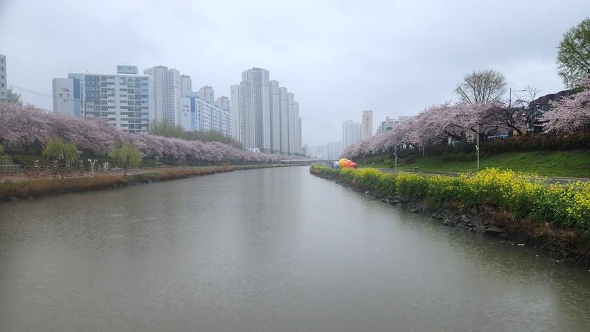 우중 온천천벚꽃