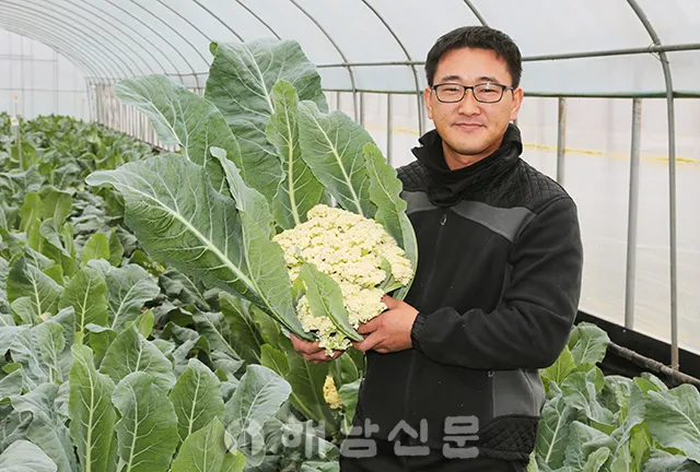 컬리플라워 재배 정식 후 관수 방풍 대책 영양 관리_2