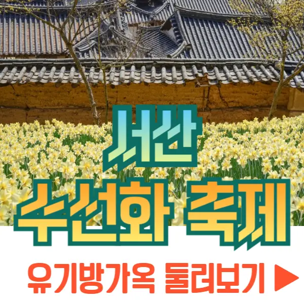 서산 유기방가옥 수선화 축제