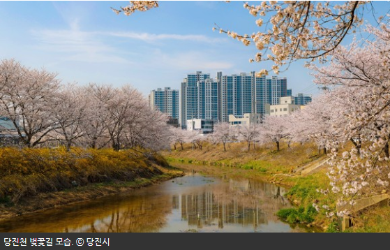 당진천-벚꽃길-3