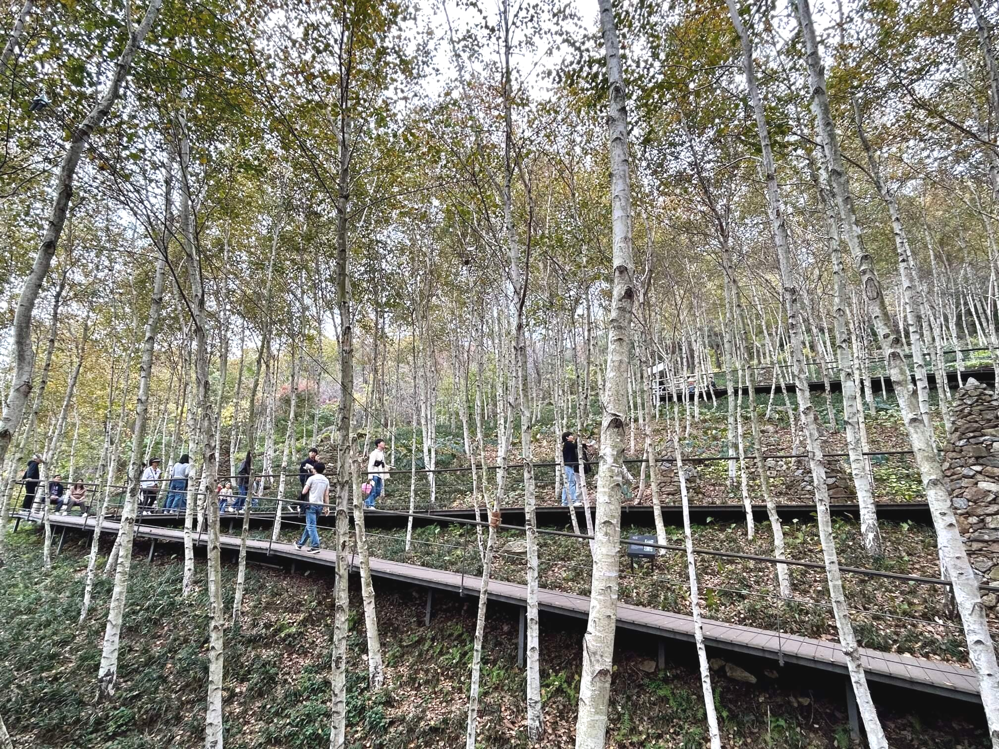 2024년 화담숲 10월 말 가을 단풍 자작나무숲2