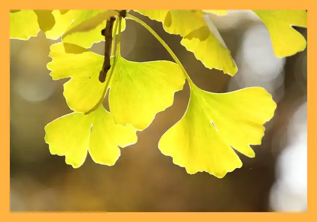 문광저수지 은행나무길