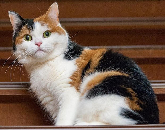 코리안숏헤어-삼색-태비