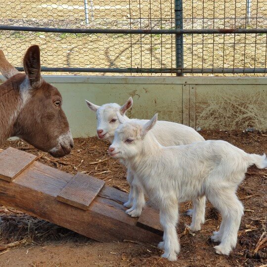 먹거리축제_홍성새조개축제&amp;#44;영덕대게축제&amp;#44;논산딸기축제&amp;#44;율봄식물원딸기시즌