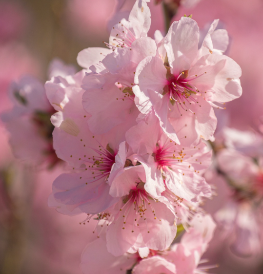 전국 벚꽃 축제 일정 총정리