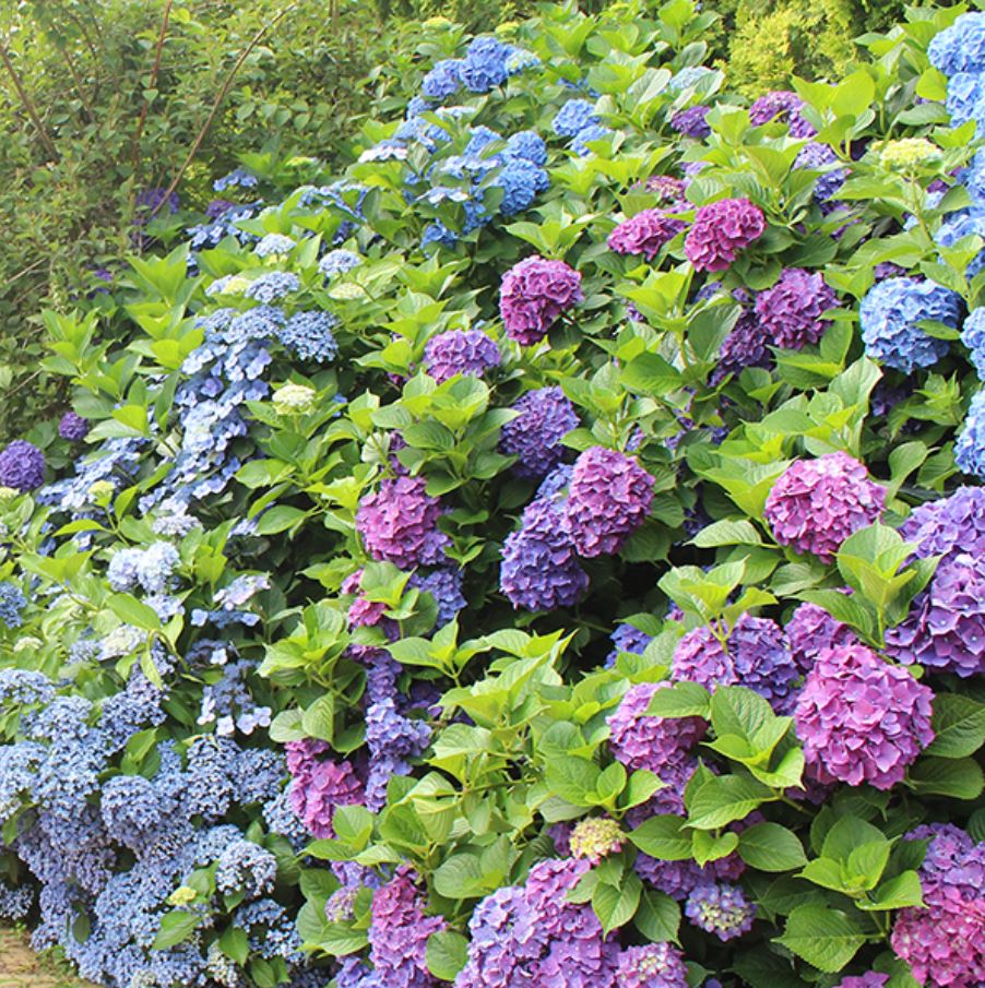 태안 팜카밀레 허브농원 수국 축제