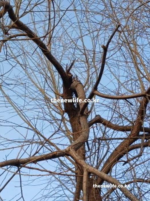 꾸지뽕 효능 당뇨 개선 차 즙