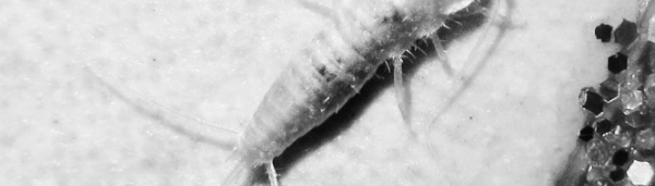 좀벌레 퇴치제 등 마무리: 좀벌레 트랩